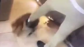 Znęcał się nad kotem. Nagranie trafiło do sieci