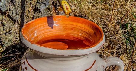 "Eliksir życia" z polskich lasów. Leśnicy podali instrukcję