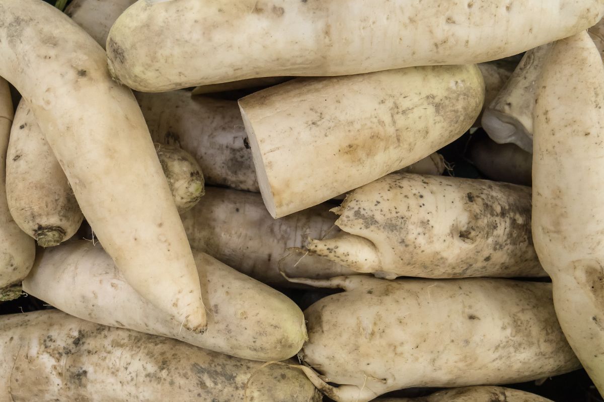 Daikon - pure health straight from Japan