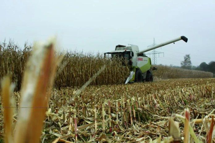 Zimny i mokry sezon. Jak wpłynął na uprawę kukurydzy?