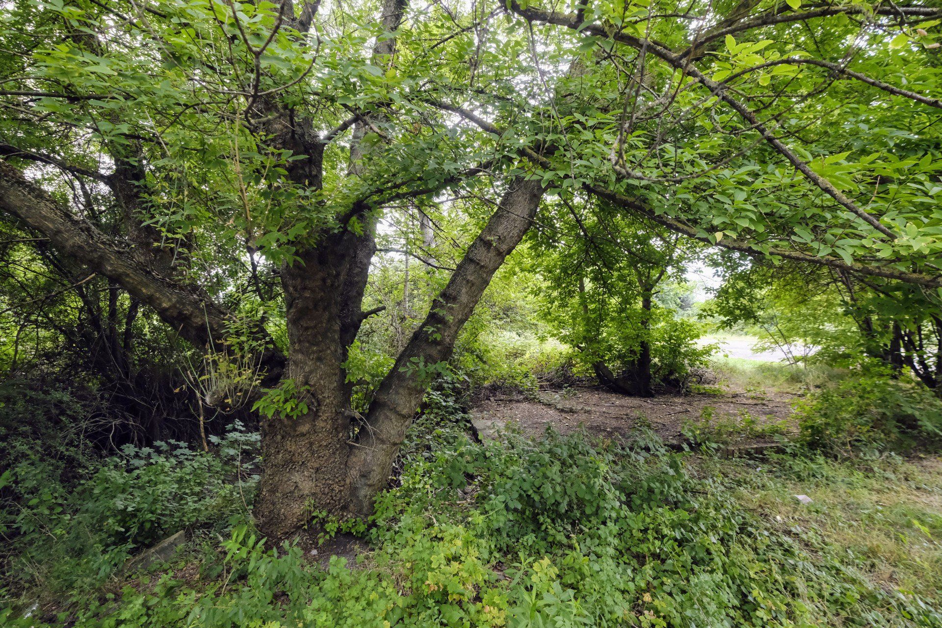 Na łazarzu powstanie nowy park? Tego chcą społecznicy i mieszkańcy.