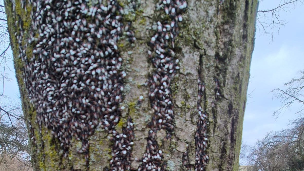 Było ich mnóstwo. Leśnicy wyjaśniają.