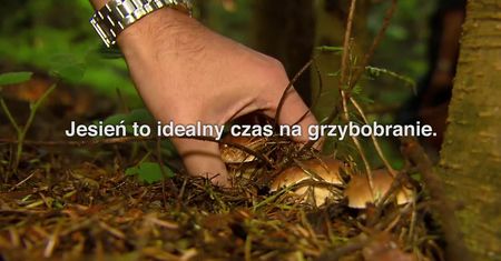 Grzyby jadalne. Jak uniknąć zatrucia?