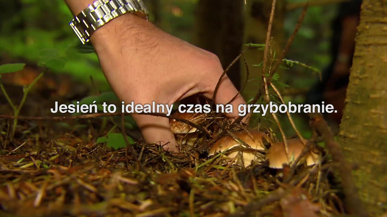 Grzyby jadalne. Jak uniknąć zatrucia?