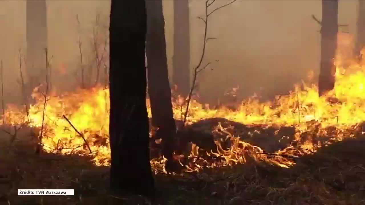 Pięć zastępów straży pożarnej i samolot gaśniczy brały udział w gaszeniu pożaru lasu pod Warszawą.