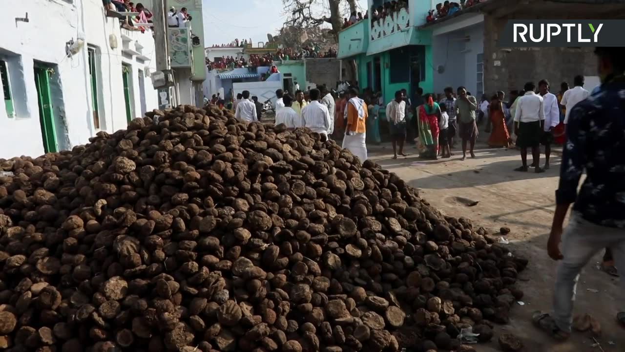 Bitwa na krowie łajno w Indiach. Rytuał ma przynieść zdrowie i dobrobyt.