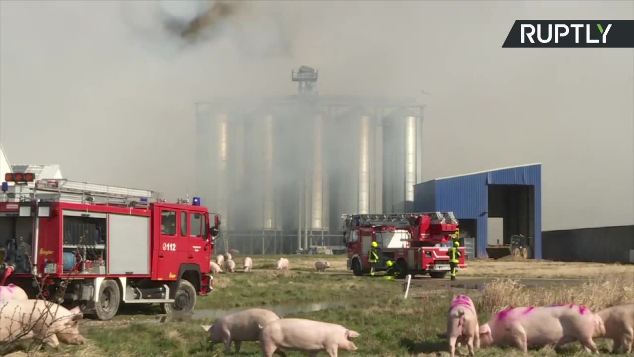 Pożar na jednej z największych farm świń w Niemczech. Zginęło kilkadziesiąt tysięcy zwierząt.