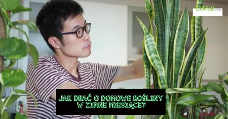 Jak utrzymać swoje domowe rośliny w dobrej kondycji przez zimowe miesiące?