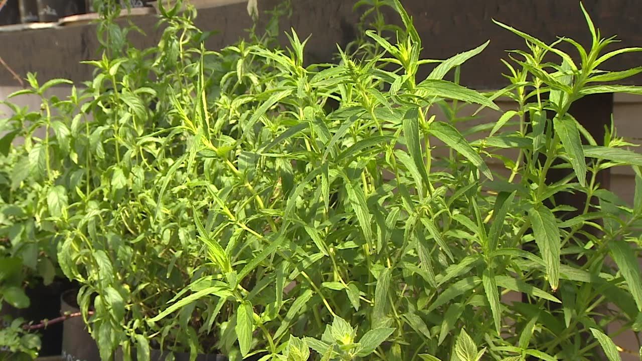 Fitoterapia, czyli ziołolecznictwo. Które zioła warto mieć w apteczce?