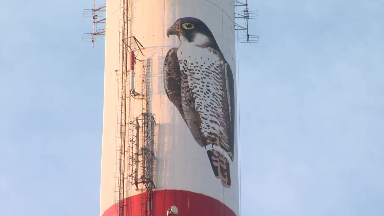 Ogromny mural sokoła wędrownego na kominie w Toruniu. Malarze musieli wykorzystać techniki alpinistyczne