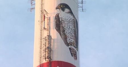 Ogromny mural sokoła wędrownego na kominie w Toruniu. Malarze musieli wykorzystać techniki alpinistyczne