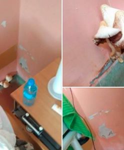 W szpitalu na ścianie wyrosły grzyby