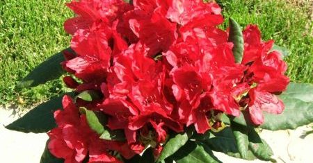 Rododendrony
