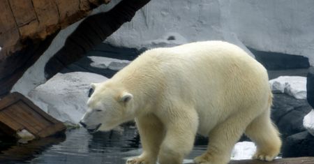 "Najsmutniejszy miś polarny na świecie" wystawiony na wystawie w chińskim centrum handlowym