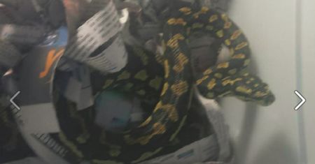Australia: mężczyzna jadący tramwajem wiózł w plecaku... pytona