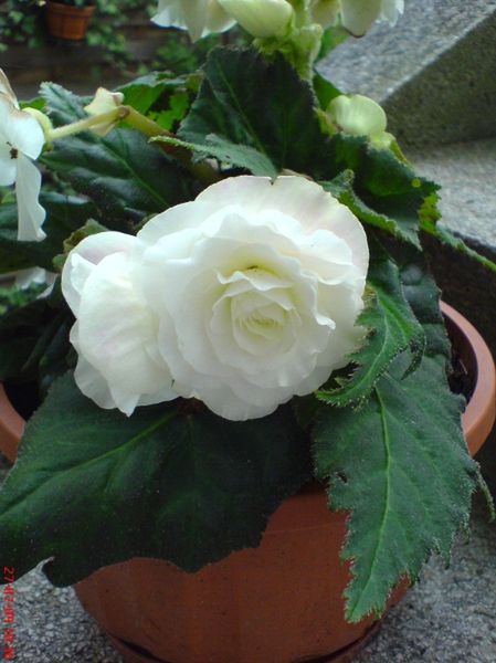 Begonia bulwiasta