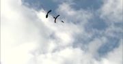 W Giżycku zakończyło się Mazury Air Show. “To jedyna taka impreza – nad wodą i bez biletów”