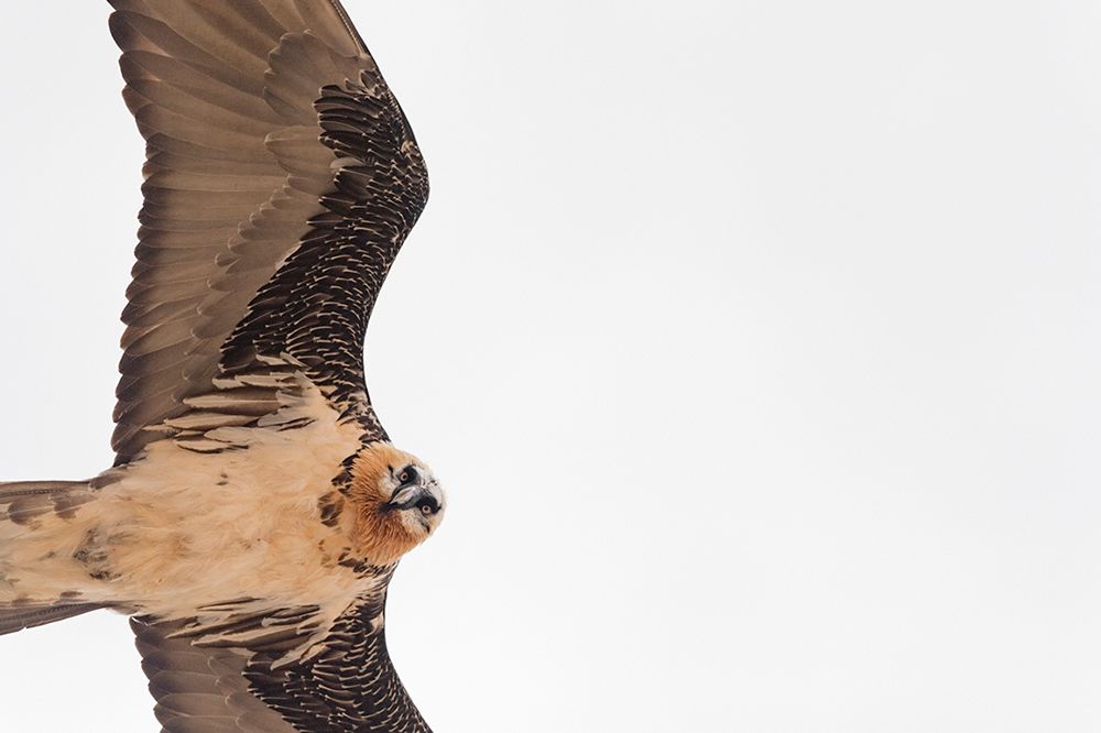 Vincent Munier wytropił i sfotografował niezwykle rzadkiego irbisa śnieżnego. Zobaczcie, jak powstały jego zdjęcia 9