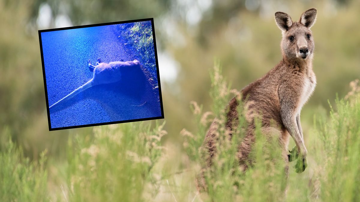 Nie żyje kangur, który od półtora roku hasał w rejonie Liptowskiej Mary