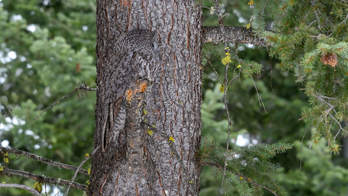 Dostrzeżesz na tym zdjęciu sowę? Idealnie wpasowała się w drzewo 1