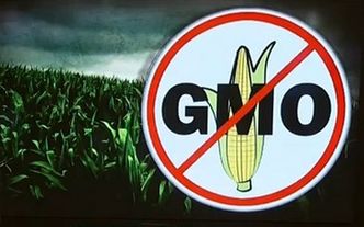 Ekolog przeprasza za ataki na GMO. Jest "za"?