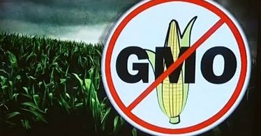 Ekolog przeprasza za ataki na GMO. Jest "za"?
