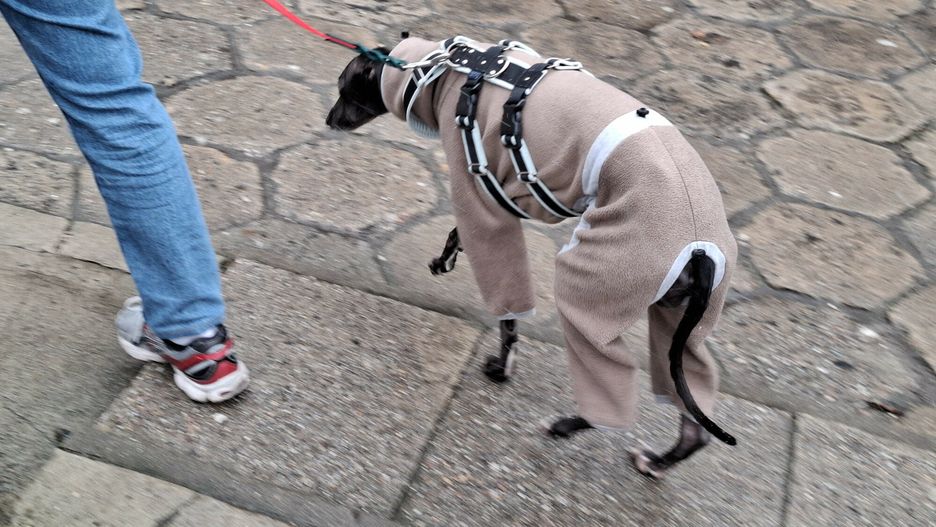 Duży błąd właścicieli psów