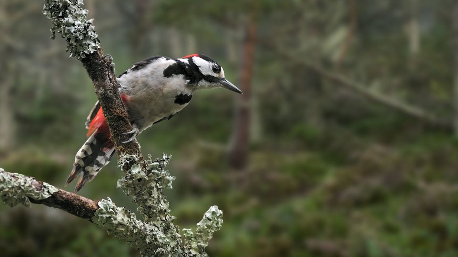 Great spotted woodpecker/Greater spotted woodpecker (Dendrocopos major) male perched on branch covered in lichen in pine forest. (Photo by: Philippe Clément/Arterra/Universal Images Group via Getty Images)