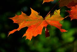 Prognoza długoterminowa na wrzesień. Czy początek jesieni będzie jeszcze gorący?
