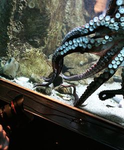 Nowy lokator Akwarium Gdyńskiego