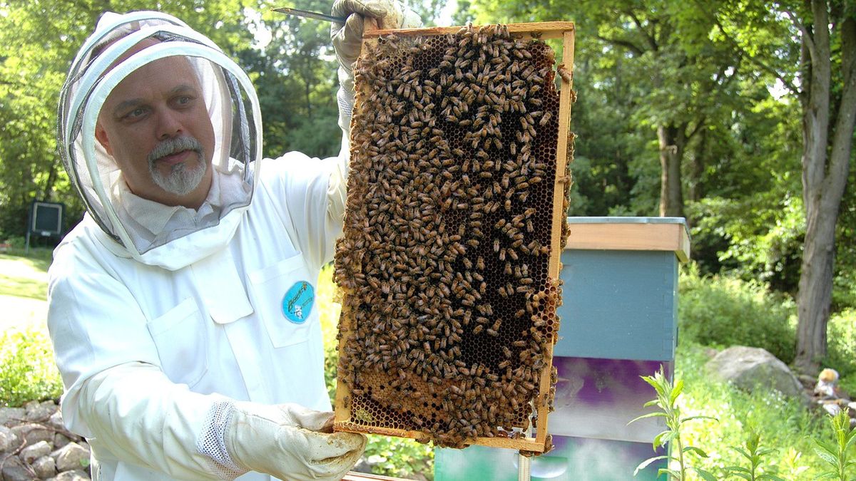 Problemy polskich pszczelarzy powodują, że masowo likwidują oni swoje pasieki
