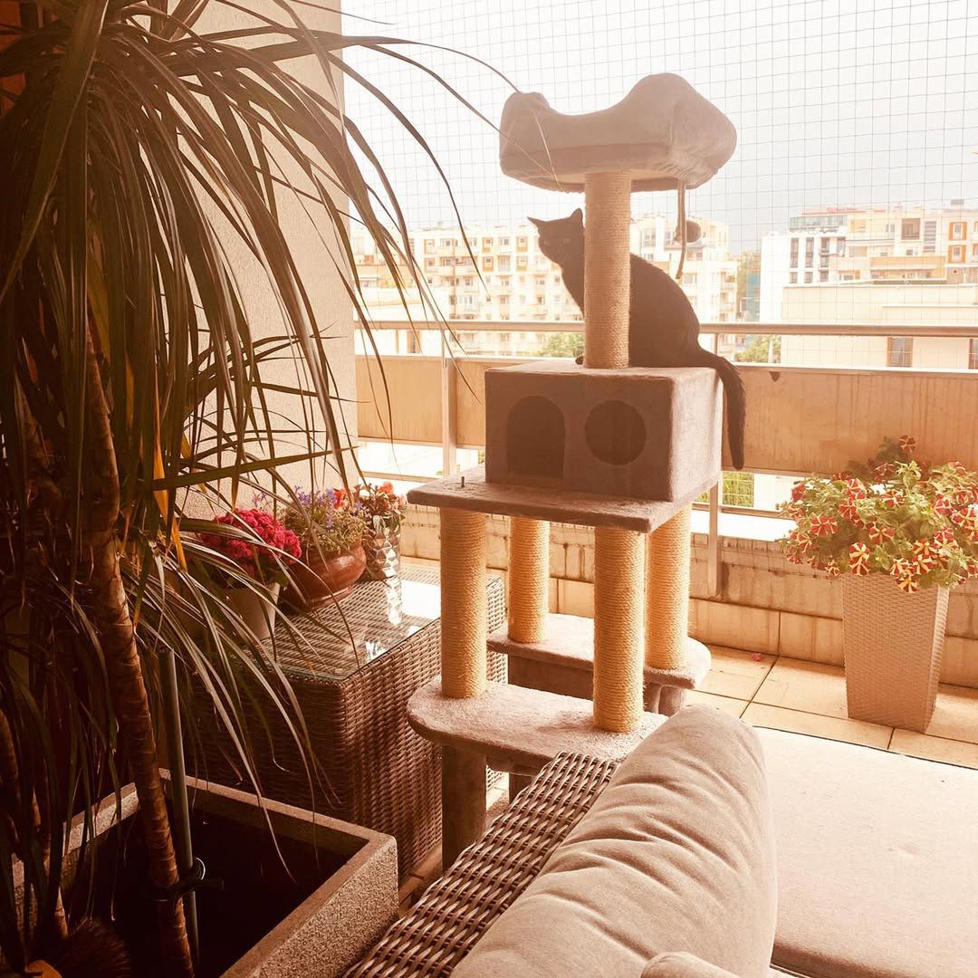 W domu Majki Jeżowskiej królują koty 