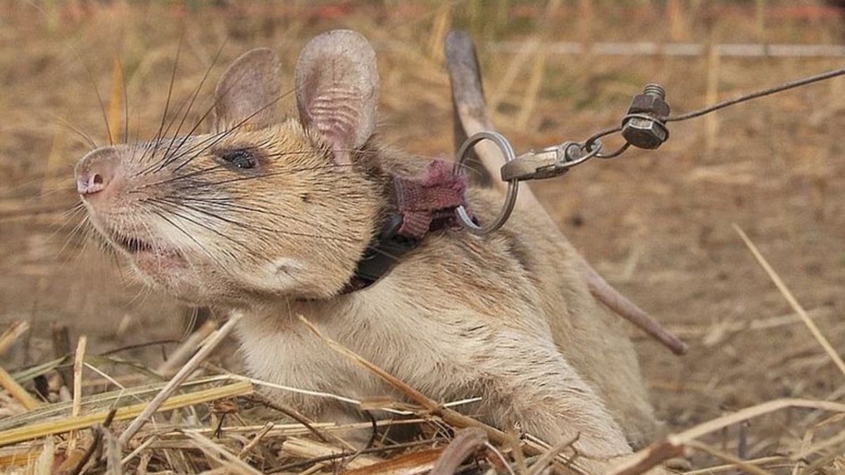 Szczur Magawa ocalił życie setek, a może nawet tysięcy osób. Pracował przy wykrywaniu min