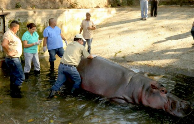 Gustavito nie żyje. Hipopotam, ulubieniec Salwadoru, został brutalnie zaatakowany w zoo. Minister sprawiedliwości wszczyna śledztwo
