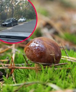 Grzybobranie jest tu zabronione. Straż leśna przypomina: park narodowy to muzeum