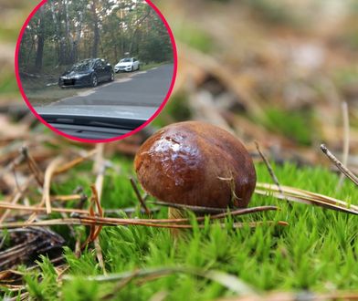 Grzybobranie jest tu zabronione. Straż leśna przypomina: park narodowy to muzeum