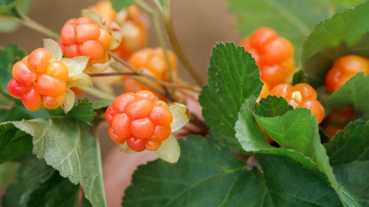 Te owoce nazywa się złotem północy