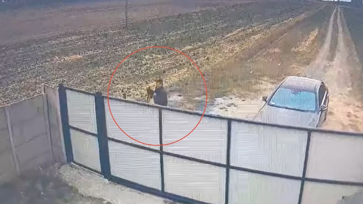 Mężczyzna przerzucił psa przez płot schroniska 