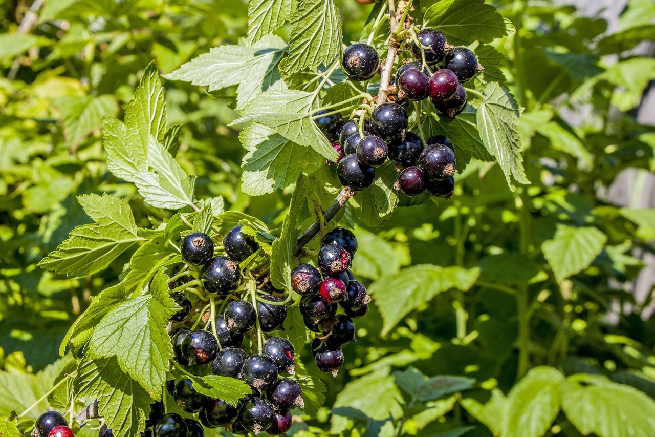 Ten owoc obniży cholesterol i wspomoże odporność. Teraz jest na niego sezon