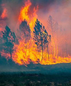 "To nie lato, to piekło". Żywioł szaleje, tysiące hektarów w ogniu