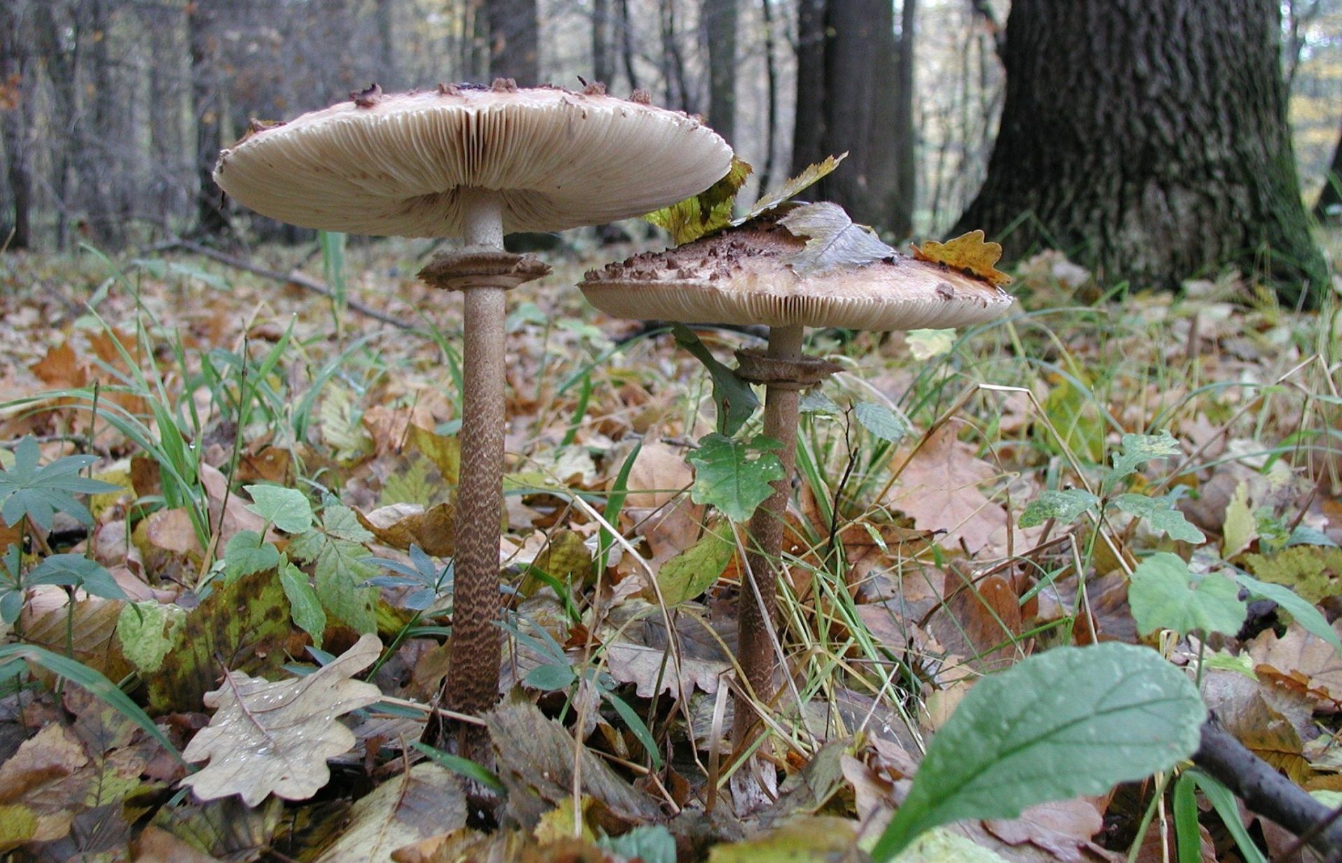 Grzybobranie. 