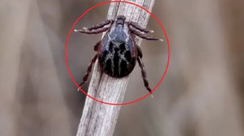 Cała prawda o kleszczach. Ekspertka mówi wprost