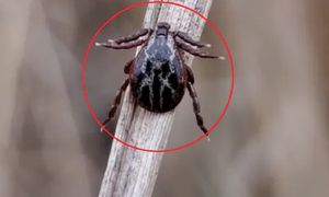 Cała prawda o kleszczach. Ekspertka mówi wprost