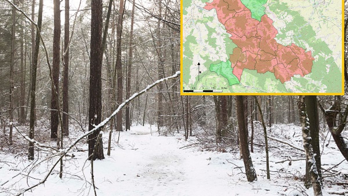 Zakaz wstępu do lasu 