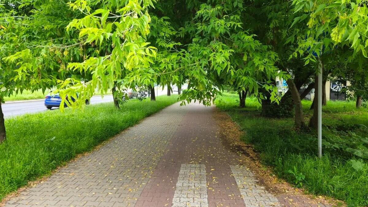 Gałęzie opadające na ścieżkę rowerową wzdłuż al. Andersa