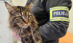 Kot za 12 tys. zł. Złodziejowi grozi 5 lat więzienia