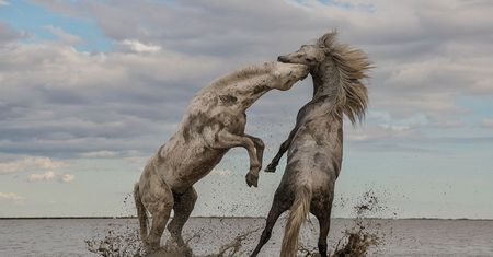 Natura na zdjęciach zwycięzców konkursu The Nature Conservancy Photo Contest 2018