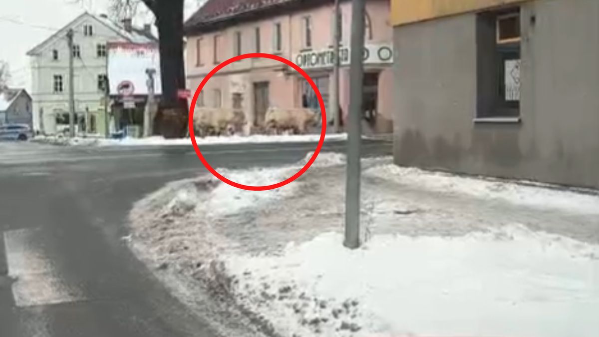 Krowy w mieście. Nagranie trafiło do sieci.