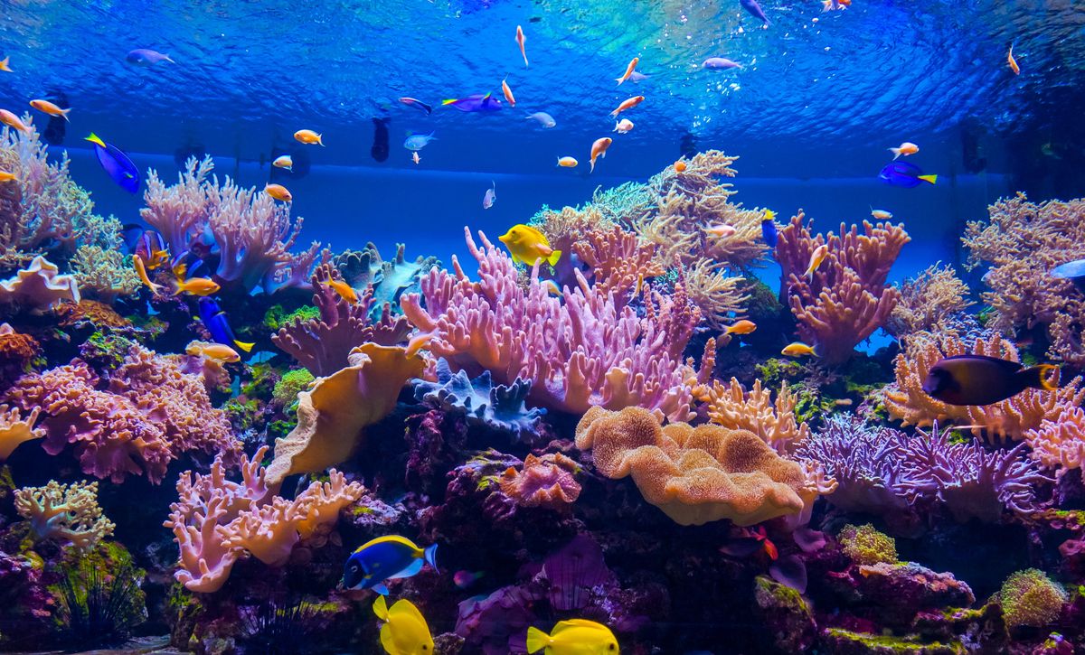 Rafa koralowa - zdjęcie ilustracyjne