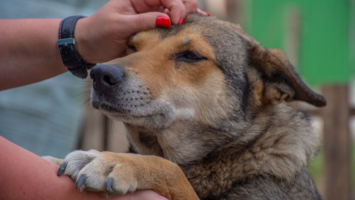 Dlaczego pies wykonuje taki gest?